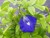 Clitoria Ternatea (anchan) flower