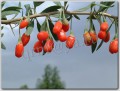 Goji Berry fruit (Lycium Barbarum)
